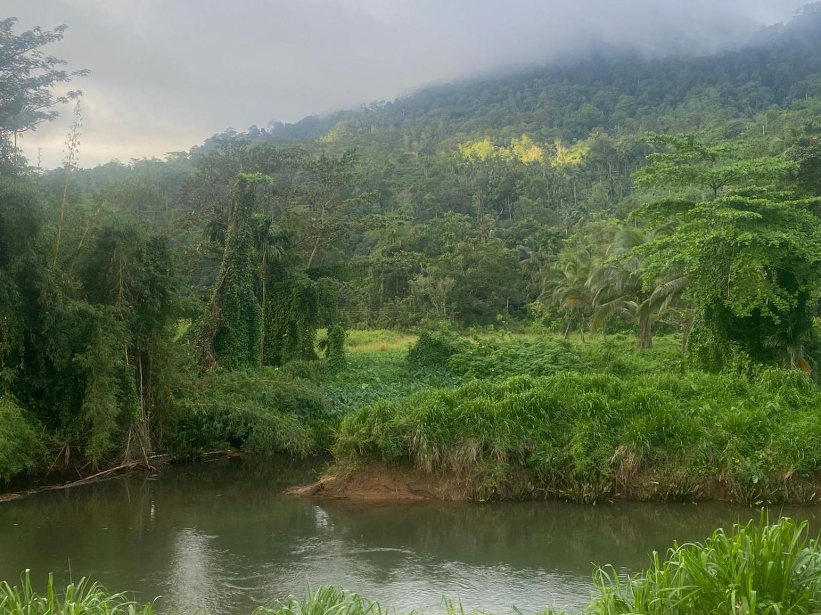 Sinharaja Riverside Deniyaya Oda fotoğraf