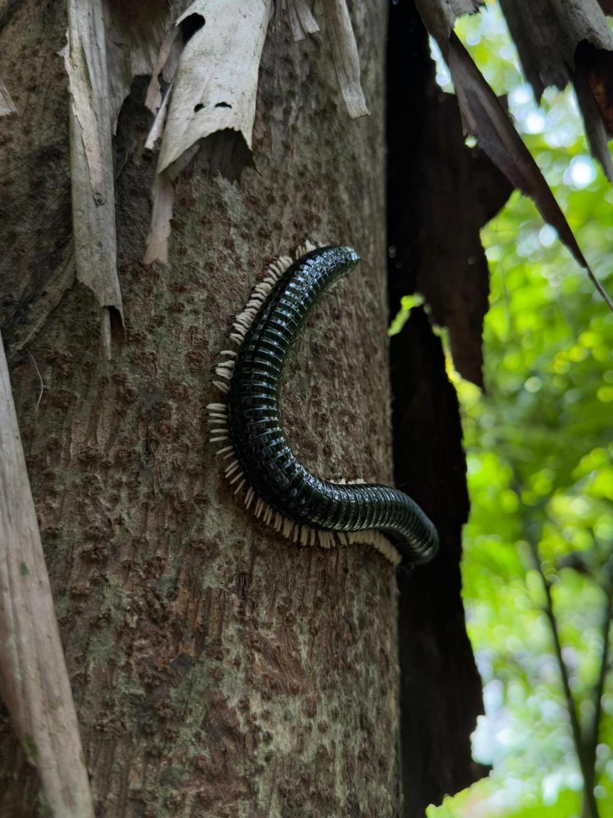 Sinharaja Riverside Deniyaya Dış mekan fotoğraf